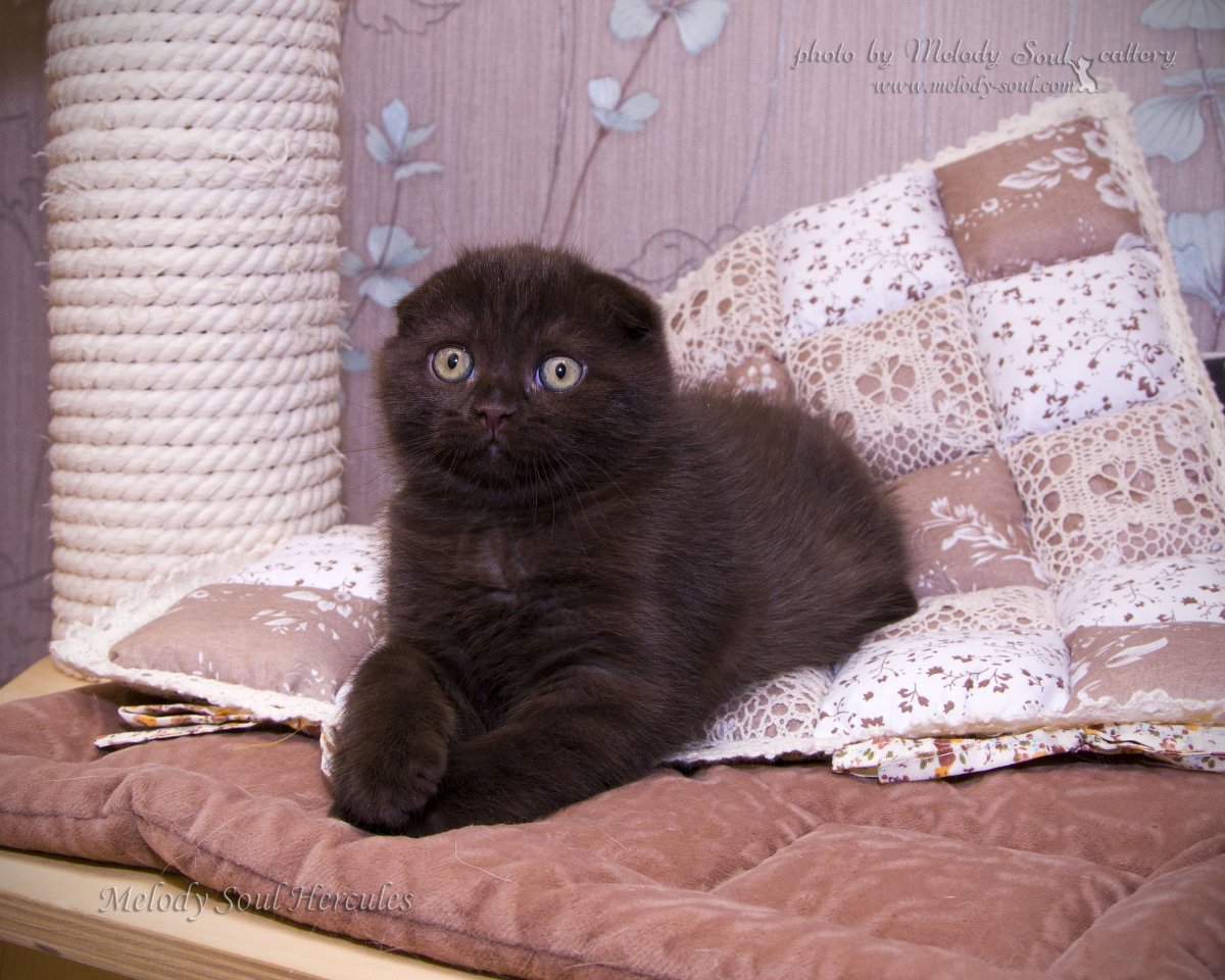 Шотландская вислоухая циннамон