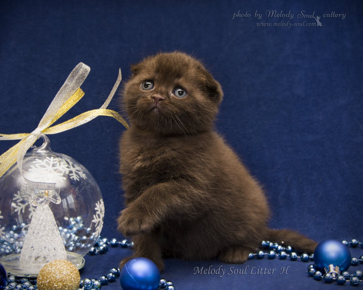 Коричневые шотландцы и британцы