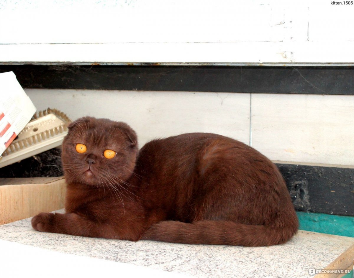 Шоколадный вислоухий кот