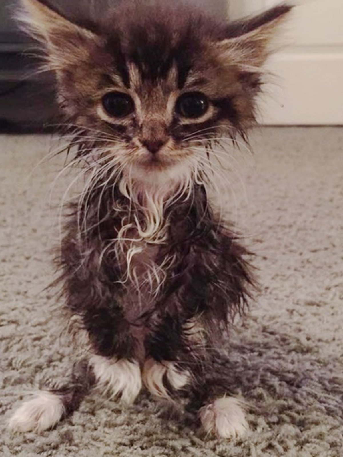 Жалостливые глаза кота из Шрека