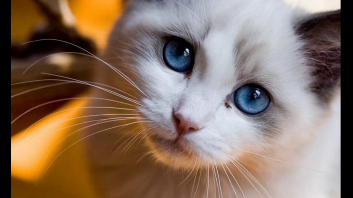 Кот в сапогах Шрек взгляд