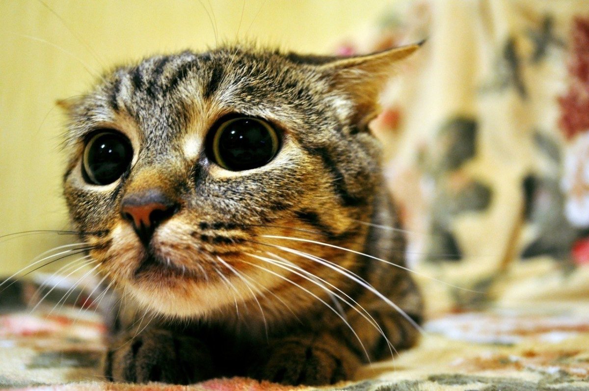 Грустная кошка