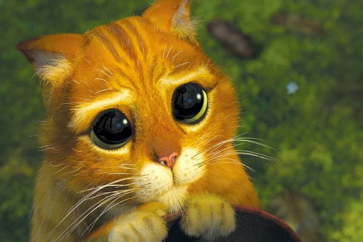 Наивный котенок