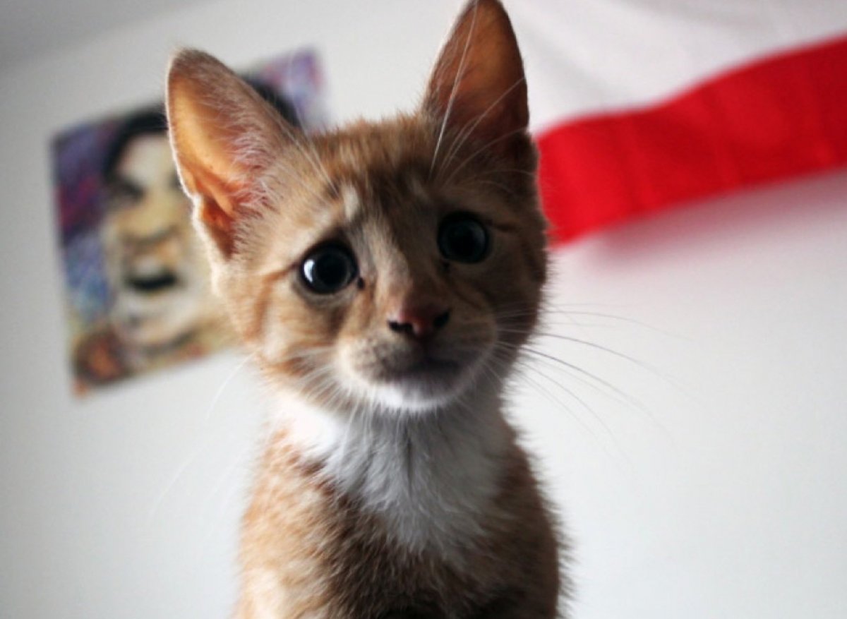 Грустная кошка