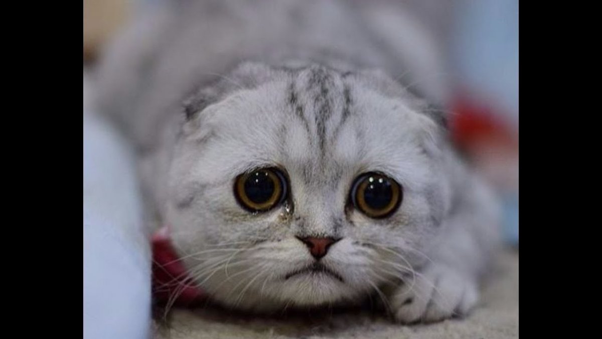 Жалостливый котик