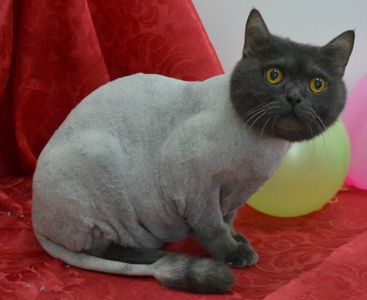 Стрижка британских кошек