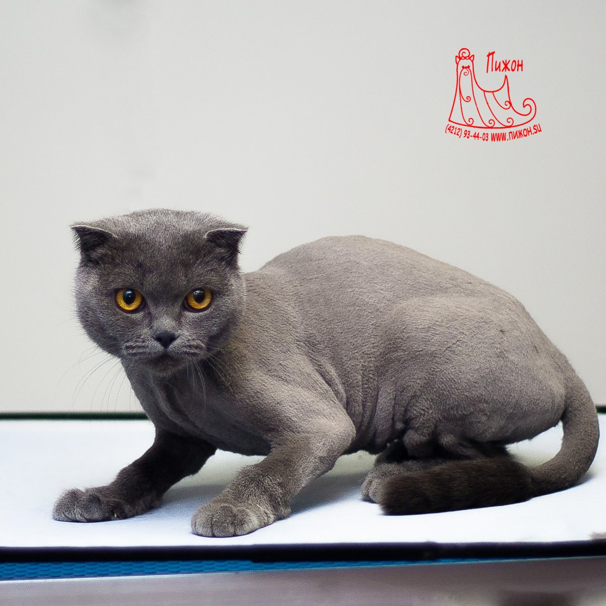 Стрижка скоттиш фолд