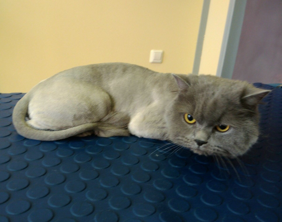 Стрижка шотландских котов