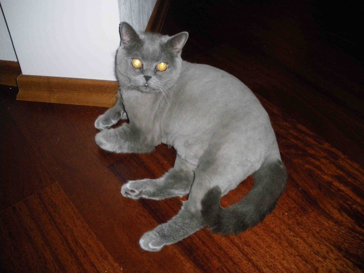 Стрижка Крот