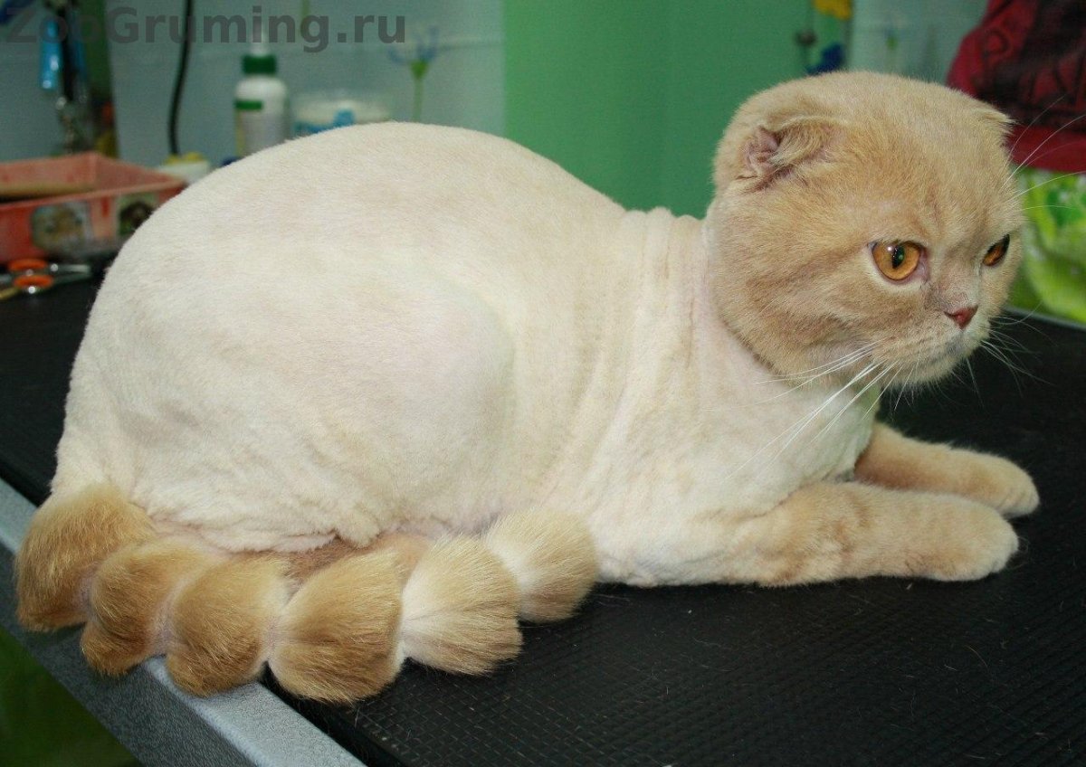 Подстриженные Шотландские вислоухие кошки