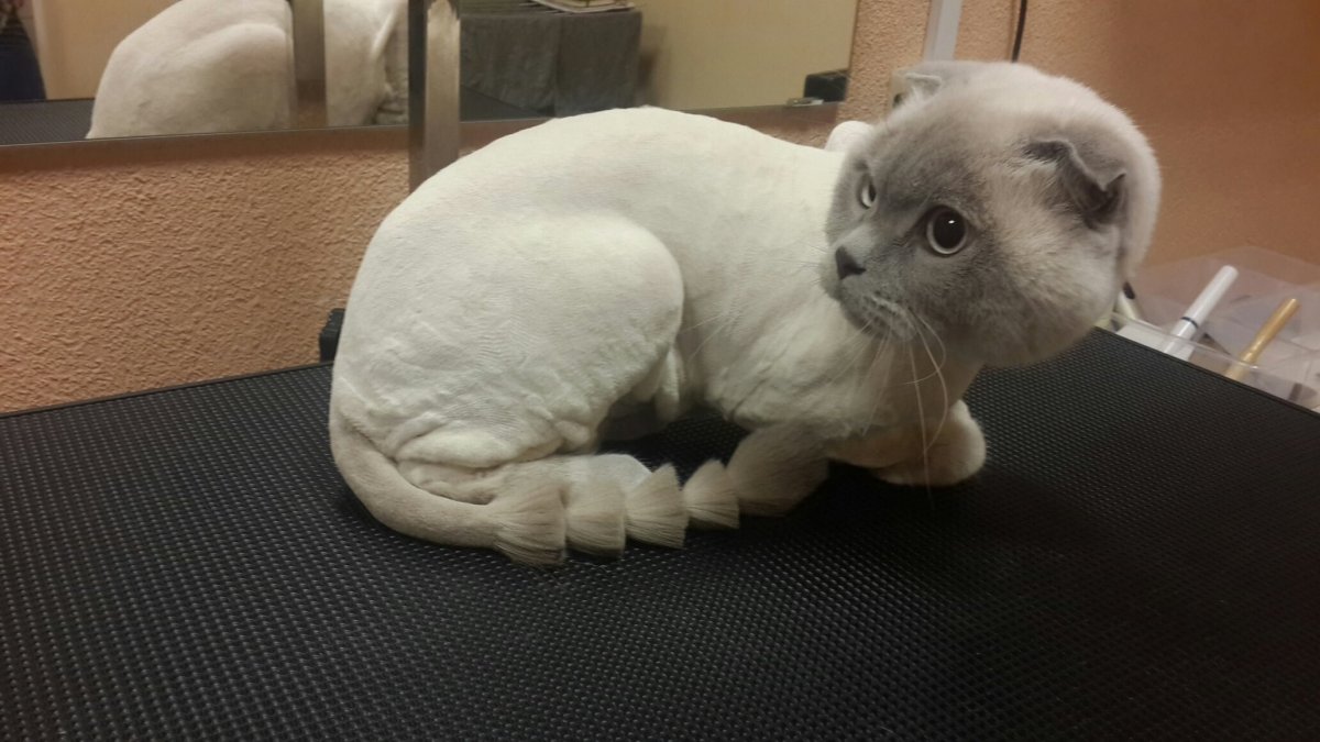 Стрижка кота