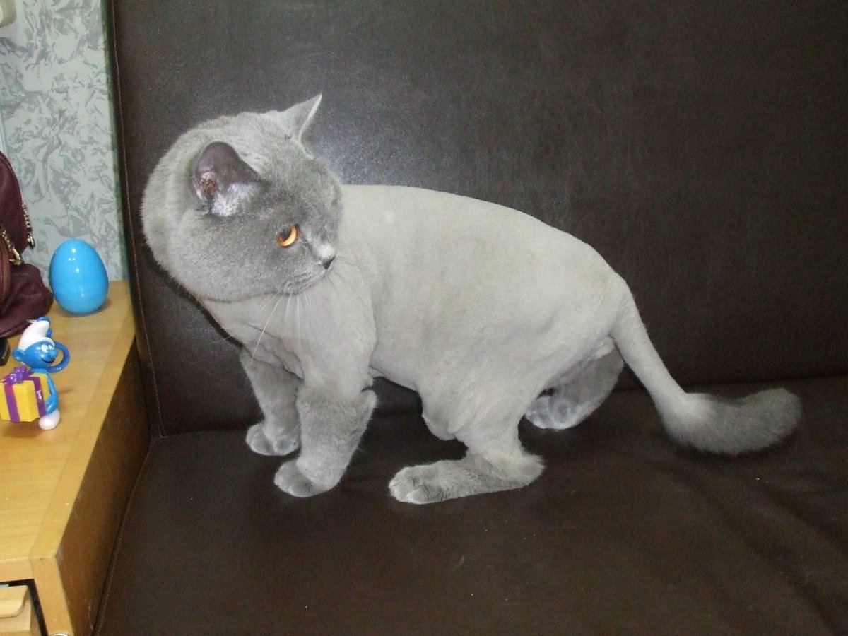 Стрижки котов вискас