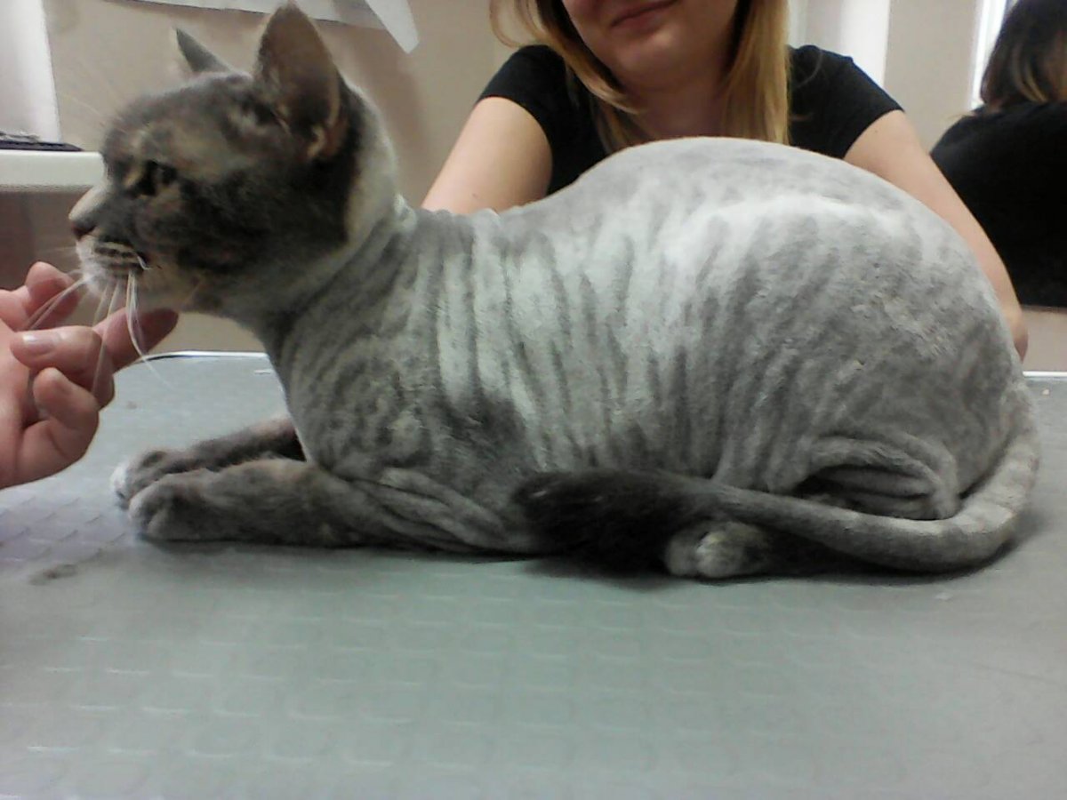 Стриженный британский кот