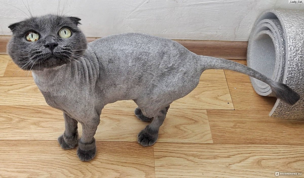 Стрижка британских котов под динозавра