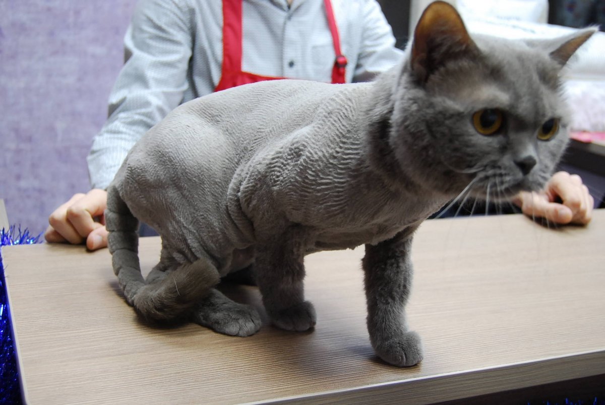 Стрижки британских длинношерстных кошек