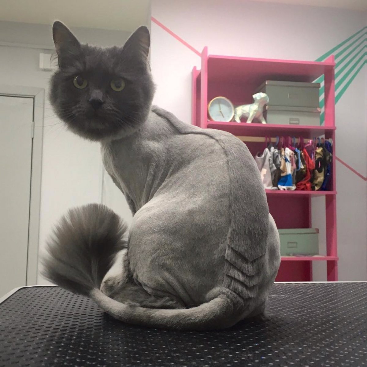 Груминг шотландской вислоухой