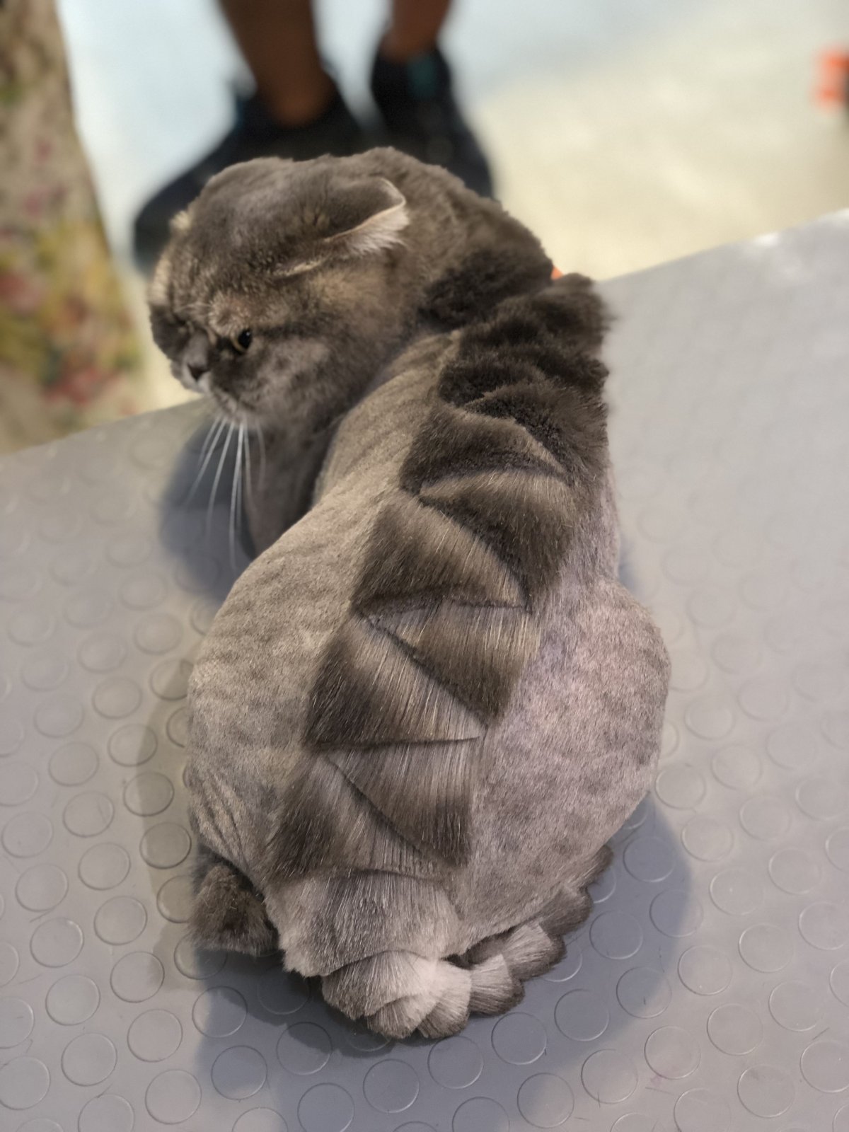 Стрижка кота шотландского вислоухого