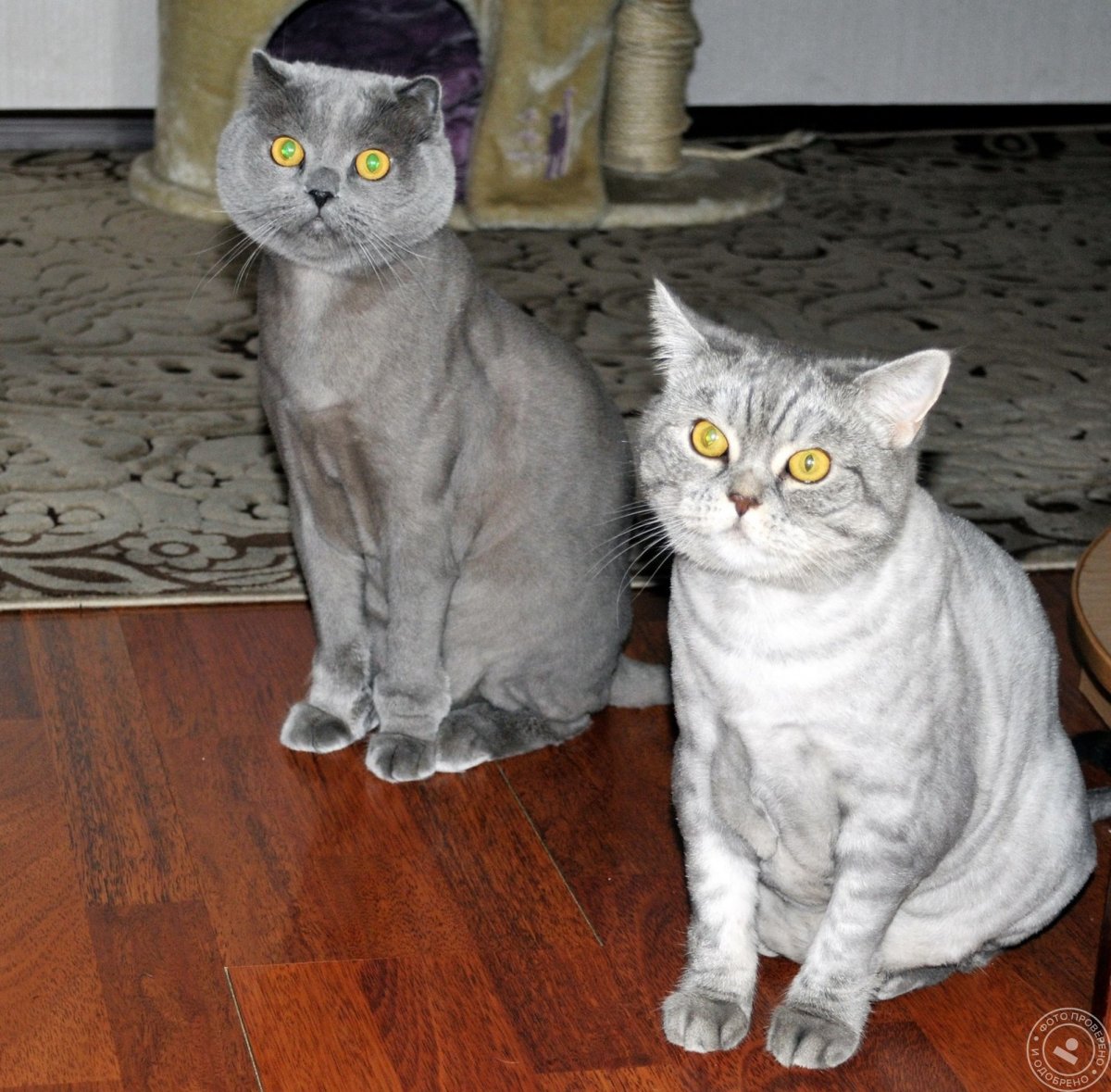 Британский длинношерстный кот стрижка