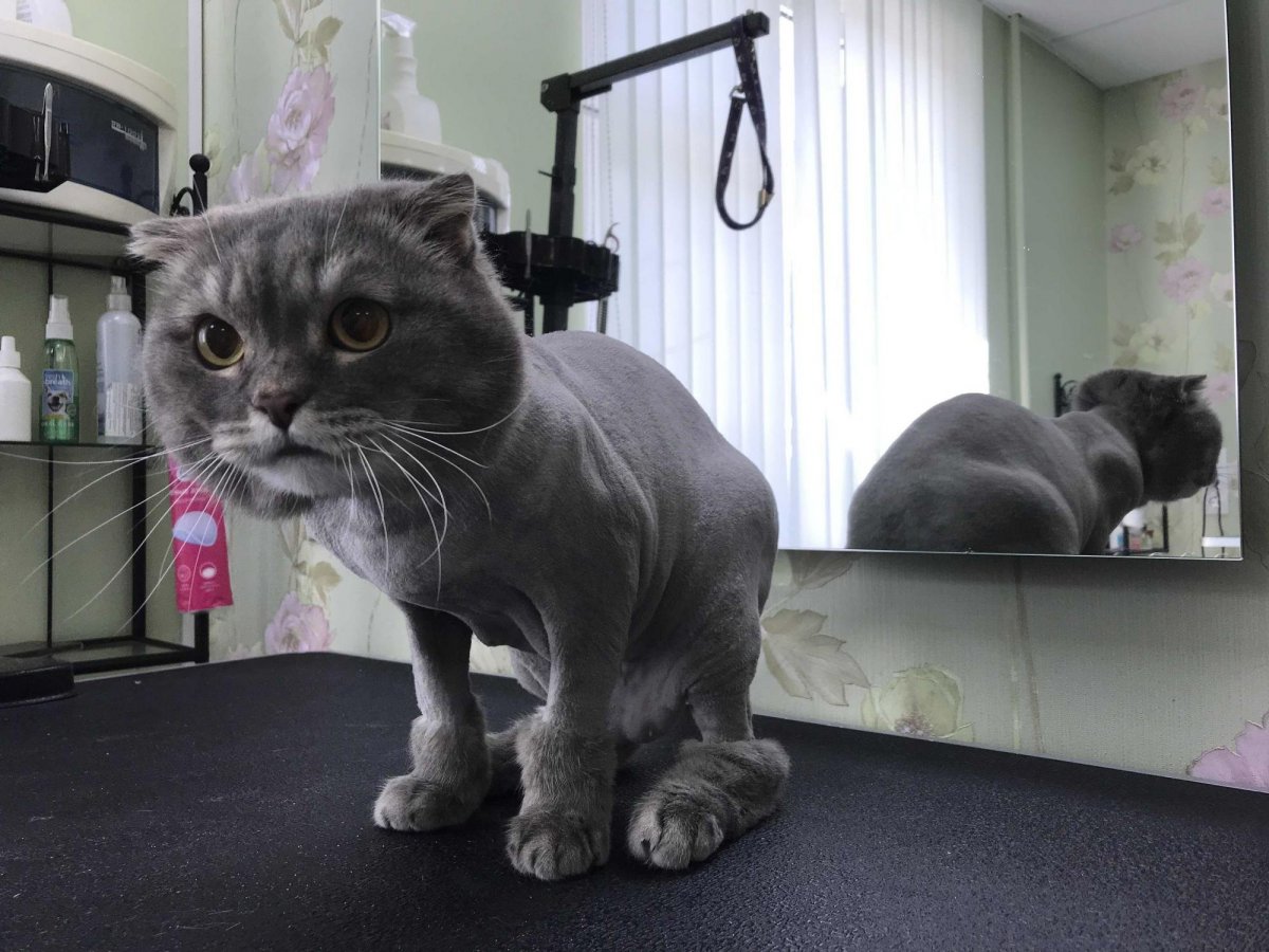 Стрижки для персидских котов