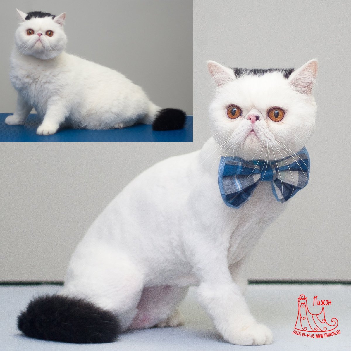 Стрижки котов британцев