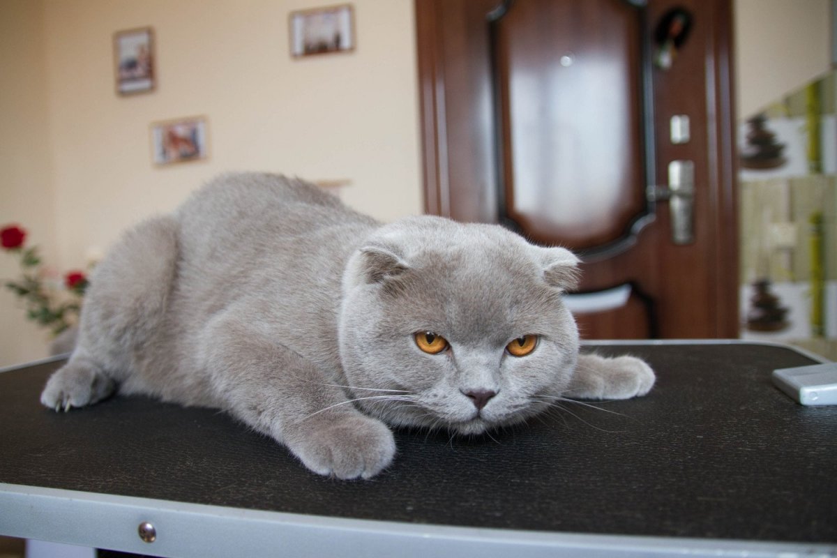 Британская шиншилла подстриженная