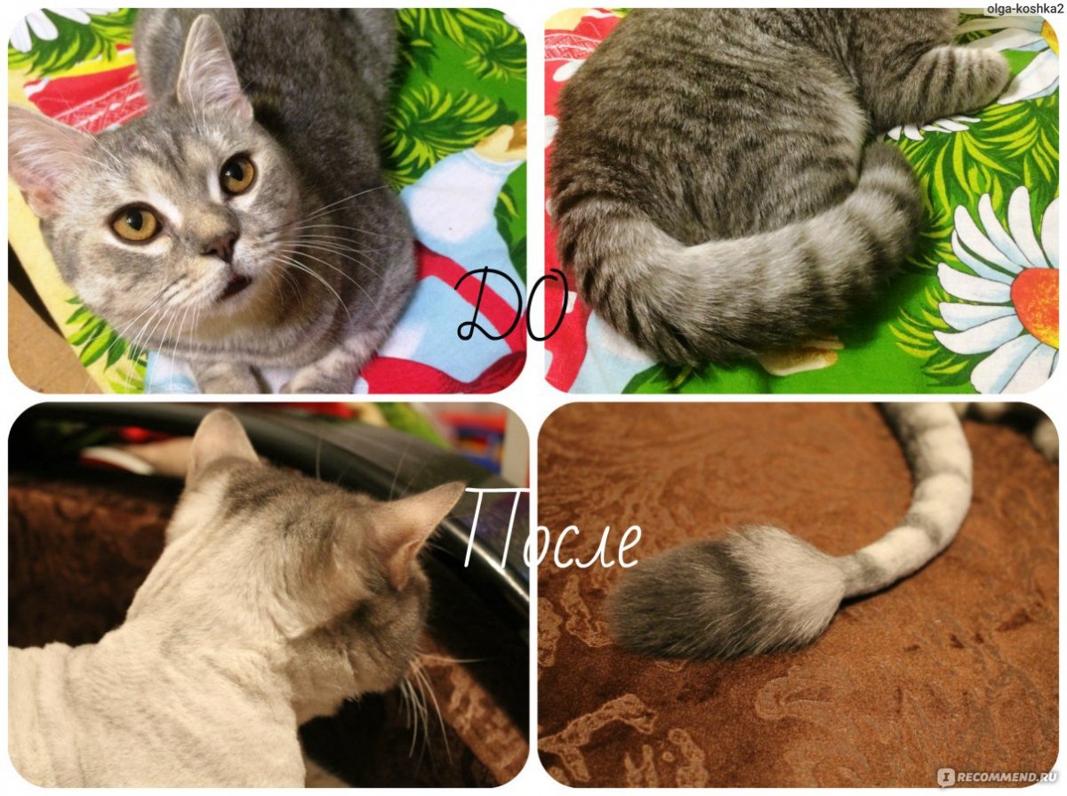 Гигиеническая стрижка кошек