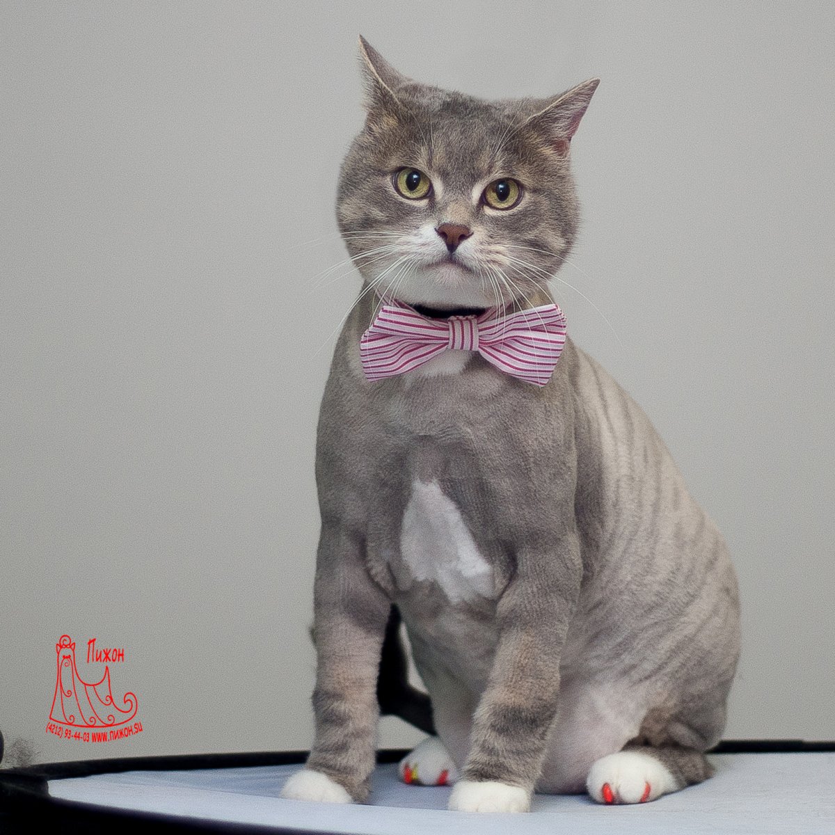 Кошки британской породы с острыми ушами