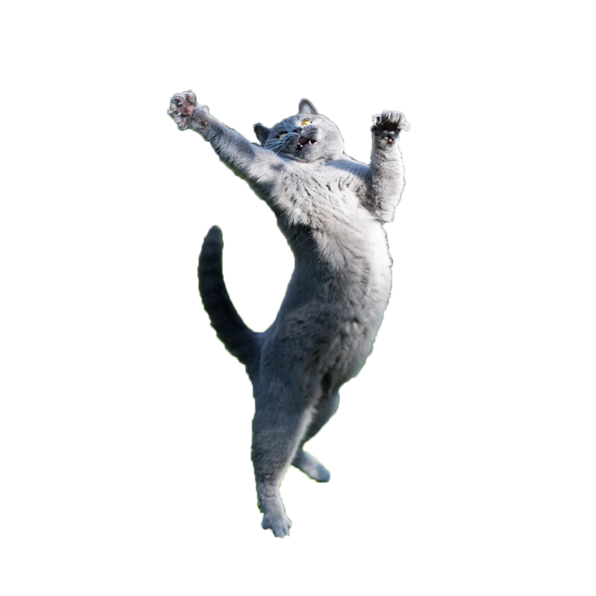 Кот на фоне заката