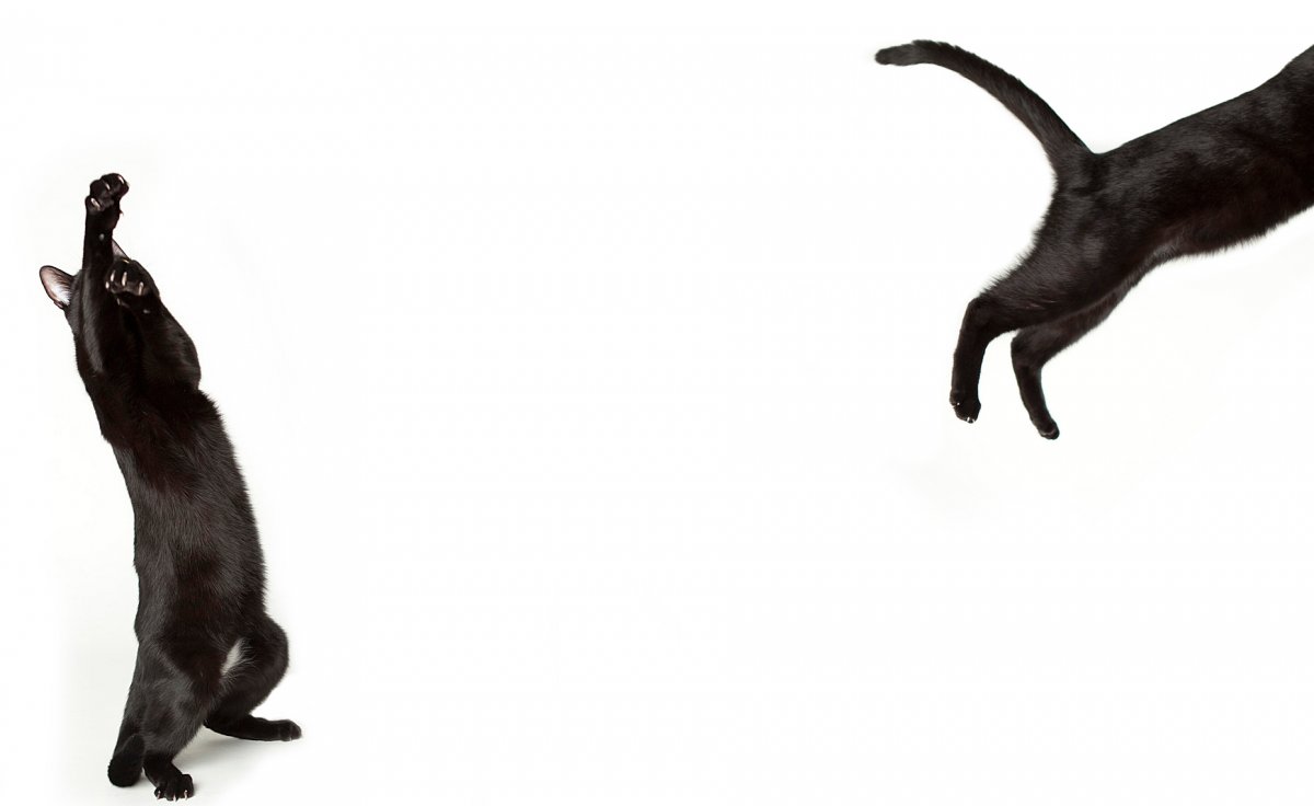 Злая черная кошка