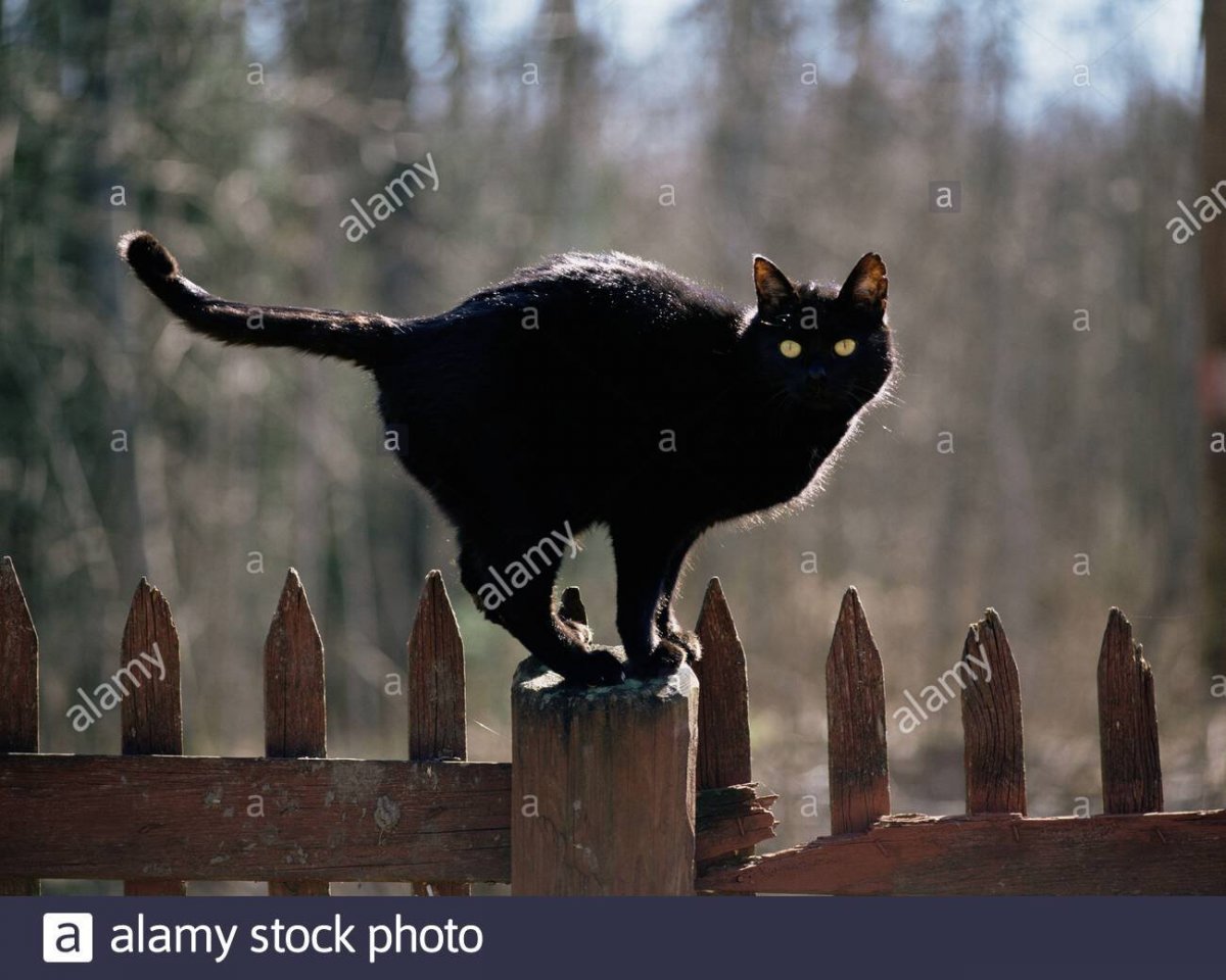 Лошадь на дыбы