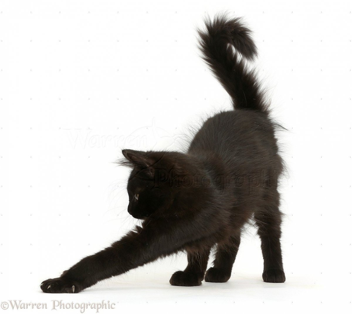 Коты на заборе