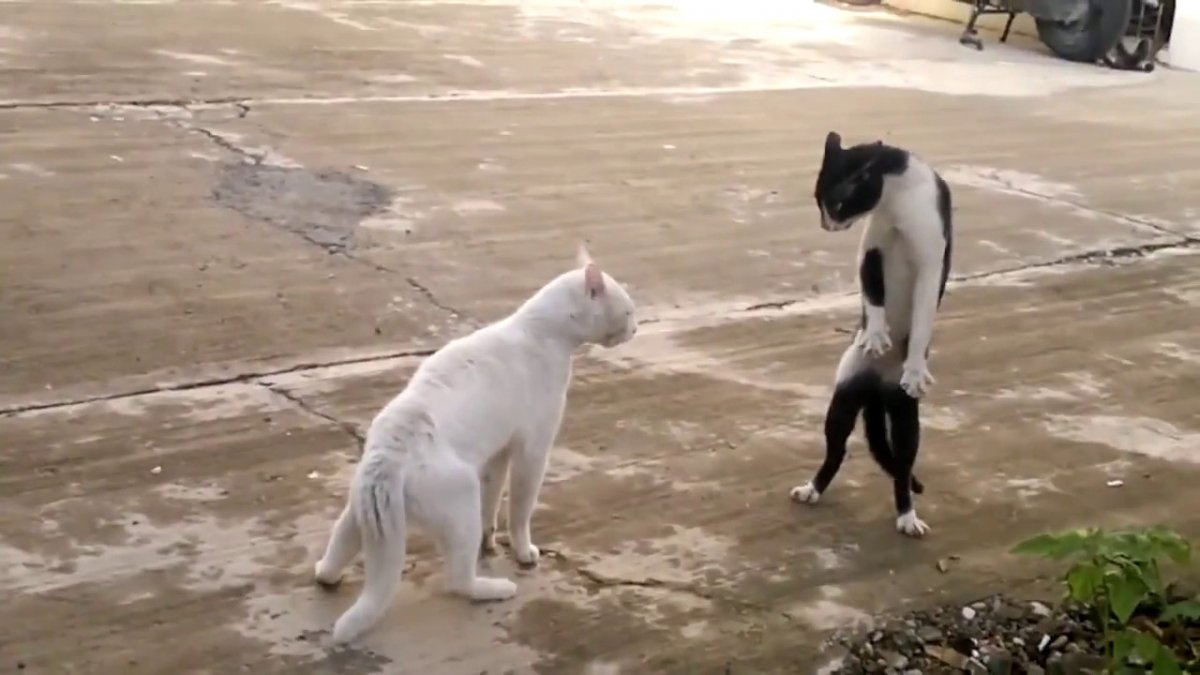 Кот каратист