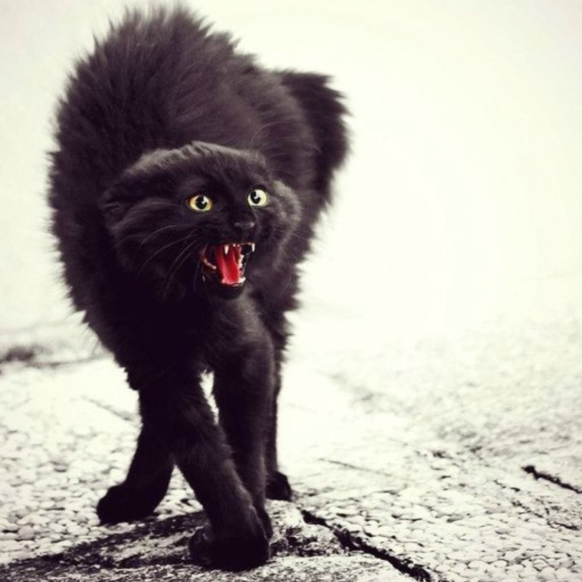 Черные коты