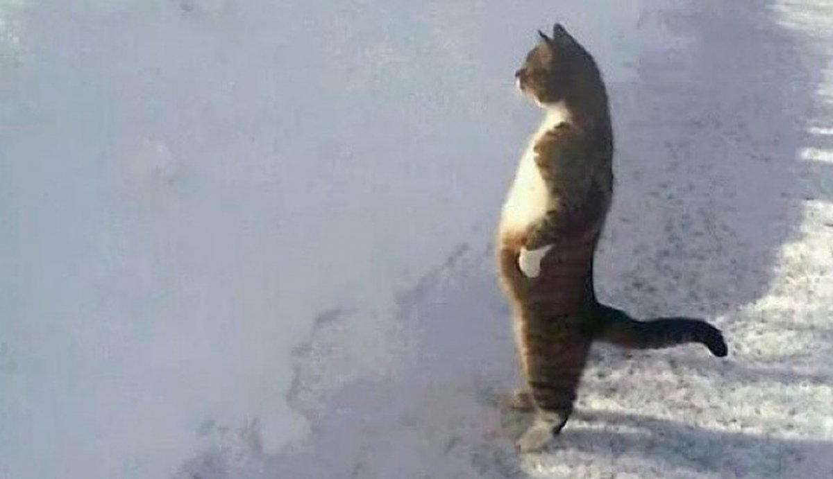 Кошка в прыжке