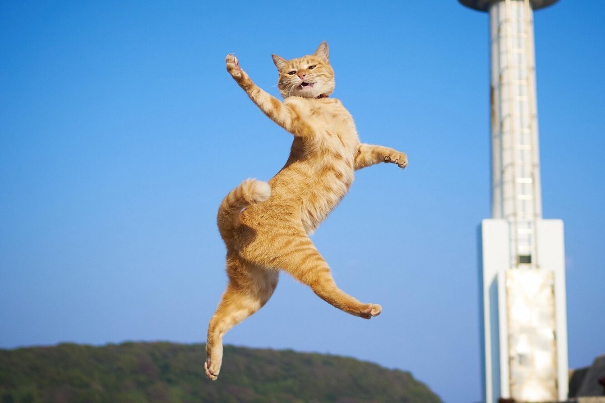 Черный кот прыгает