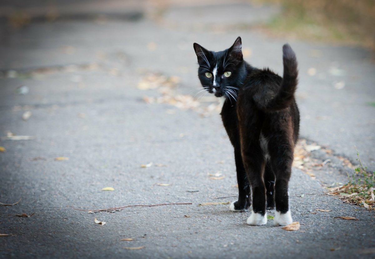 Смешные котята