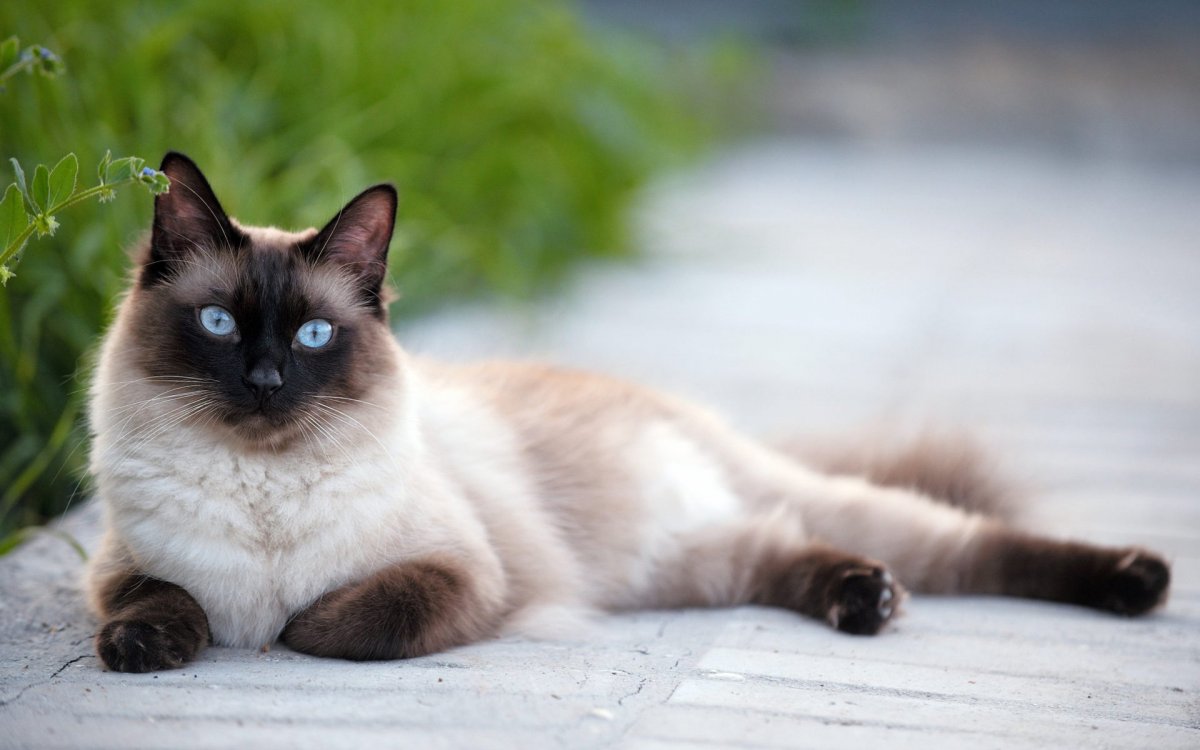 Сиамская кошка королевской породы