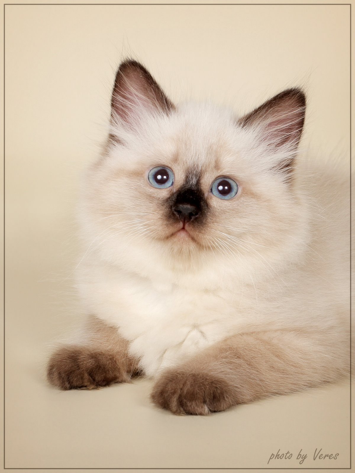 Сиамская кошка котенок