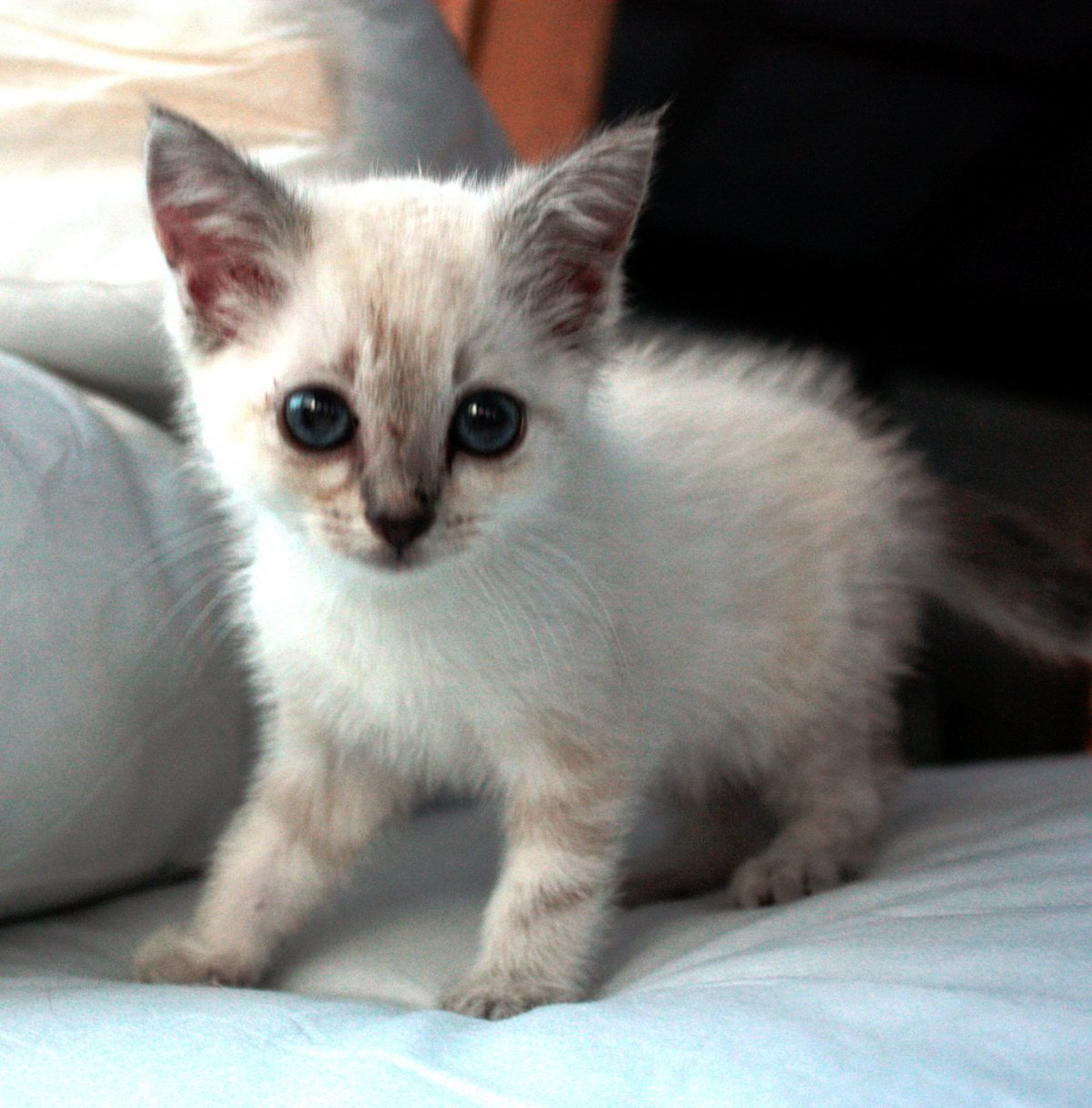 Сиамский кот метис