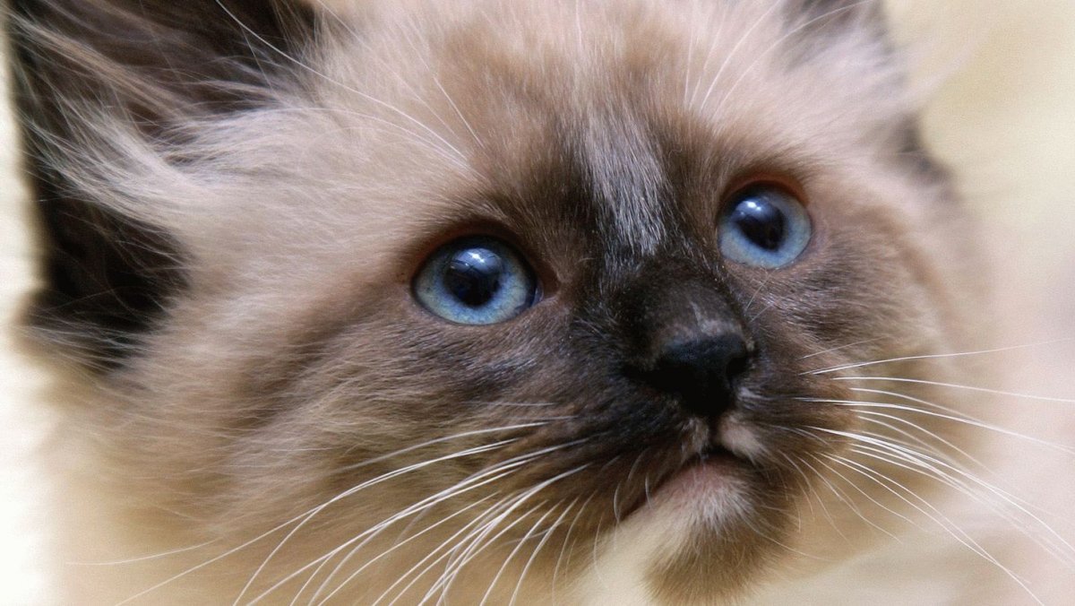 Сиамский балинезийский кот