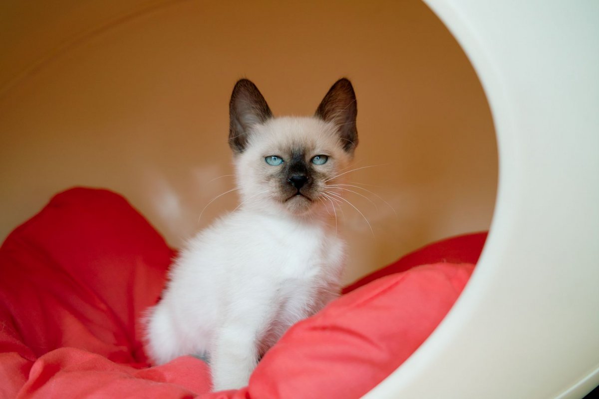 Сиам кошка Сиамская