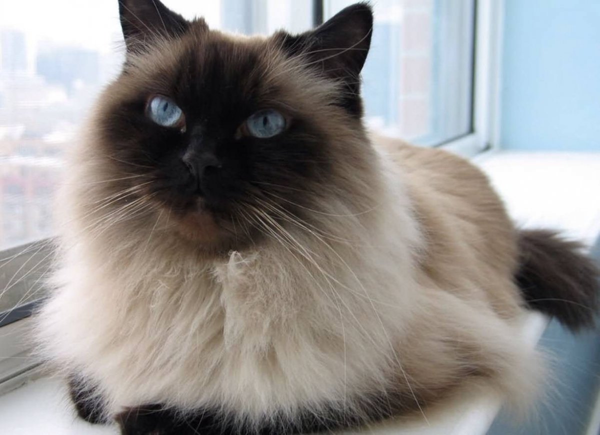 Балинезийская кошка