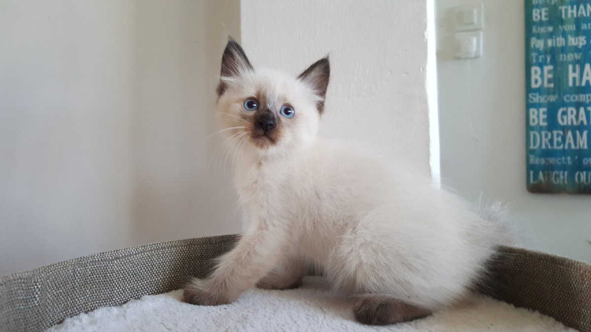 Тайская Сиамская кошка пушистая