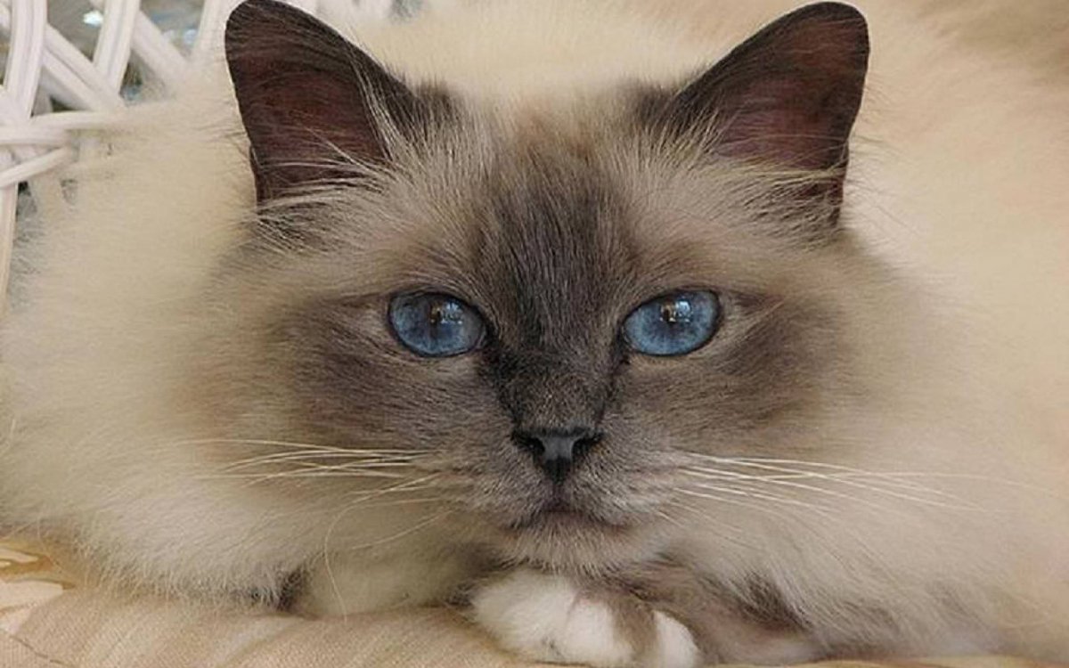 Сиамская кошка