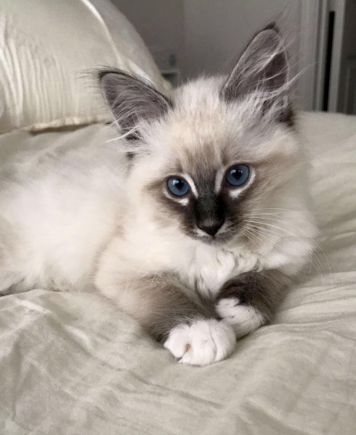 Сиамская Невская маскарадная