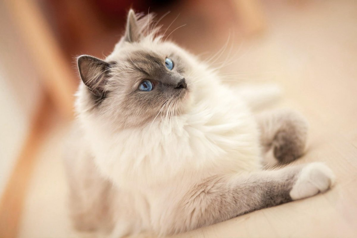 Колор-Пойнт кошка