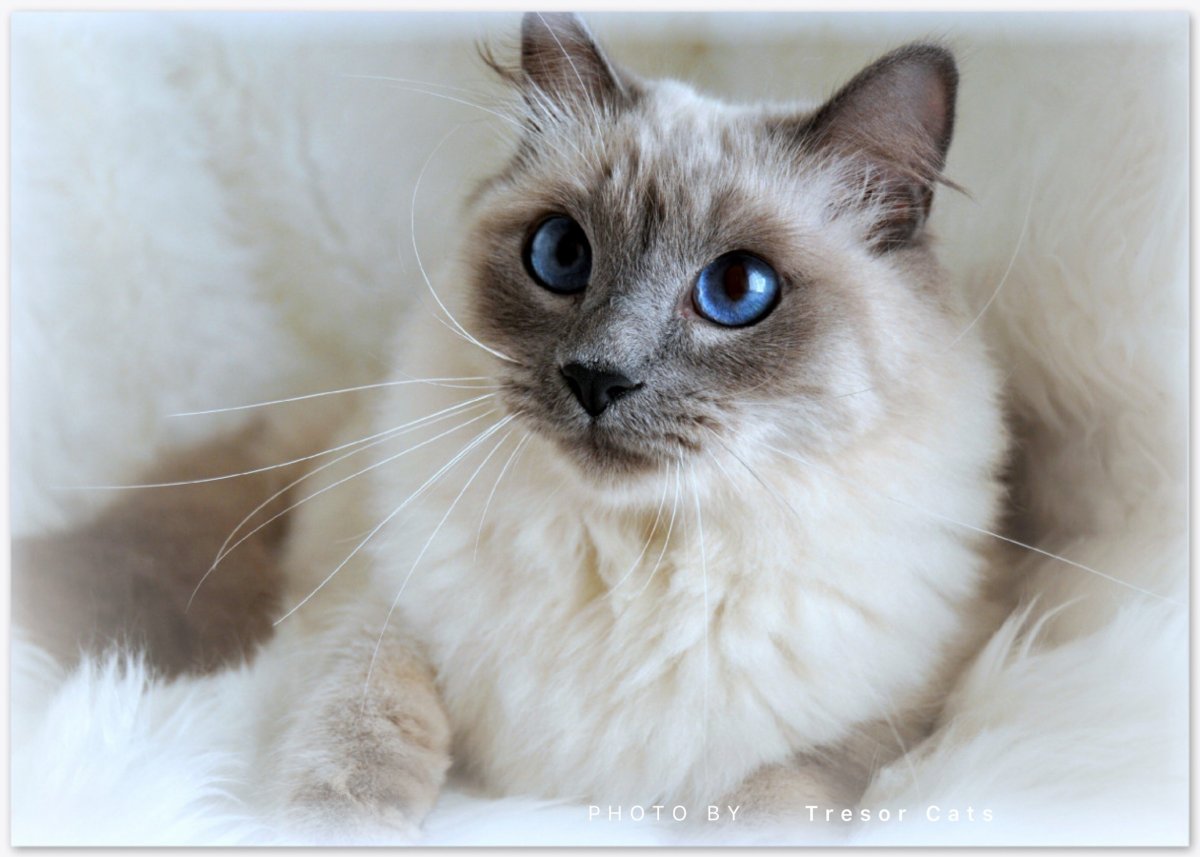 Порода кошек Сиамская и тайская