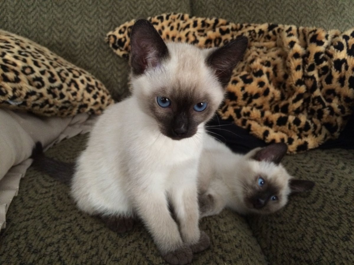 Тайская бирманская кошка