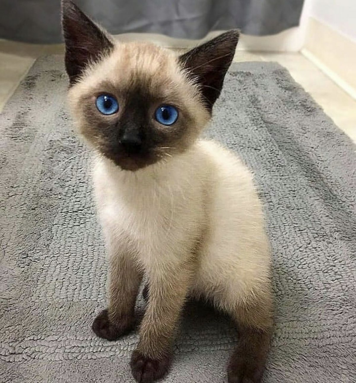 Сиамская голубая кошка