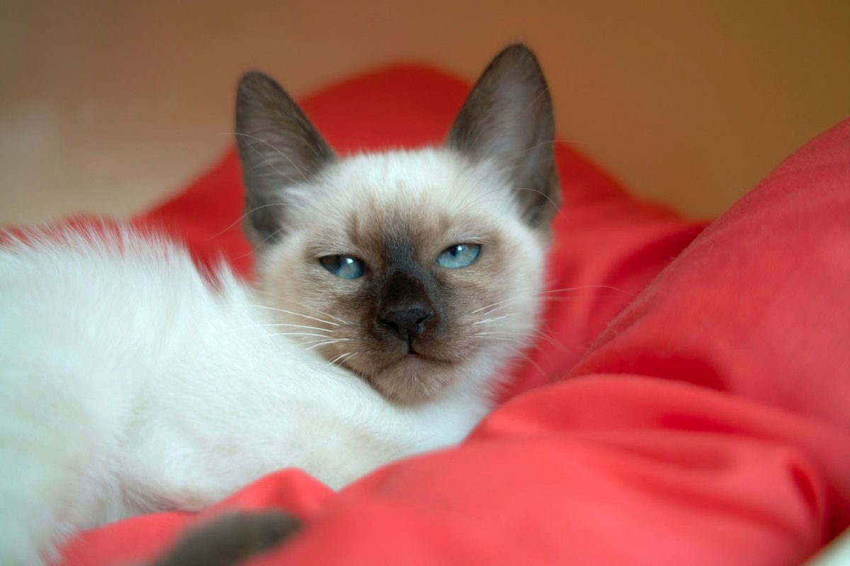 Сиамские котята